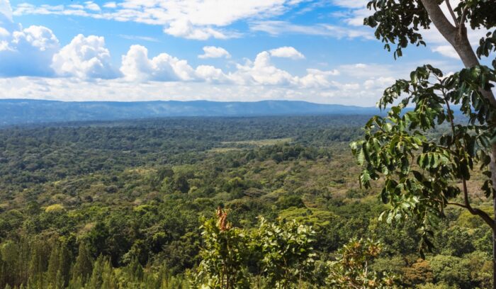 inforest in the heart of the savannah. Kakamega Forest. Kenya