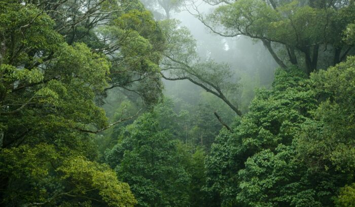 Rainforest scene, for article on Indigenous land rights