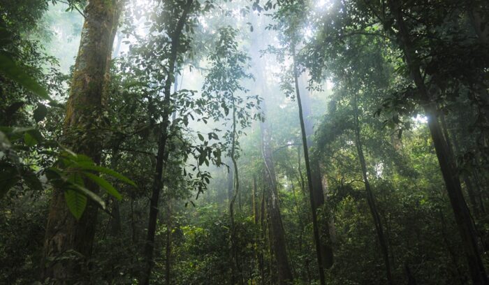 Rainforest scene, for article on Amazon restoration funding
