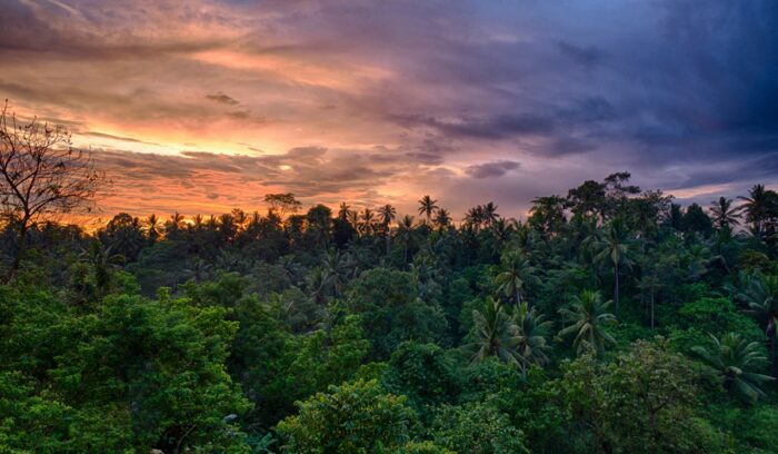 Rainforest scene, for article on chiribiquete national park