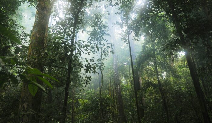 Rainforest scene