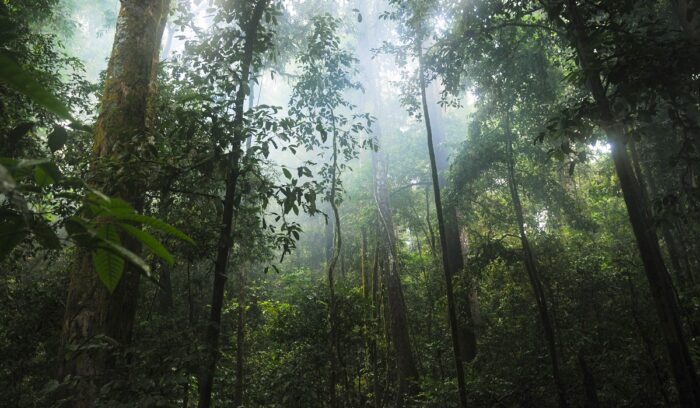 Rainforest|lucas campoi KcOetEFOBYk unsplash