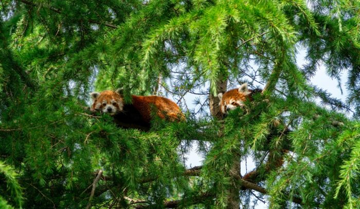 Red pandas in a tree, for article on red panda conservation area