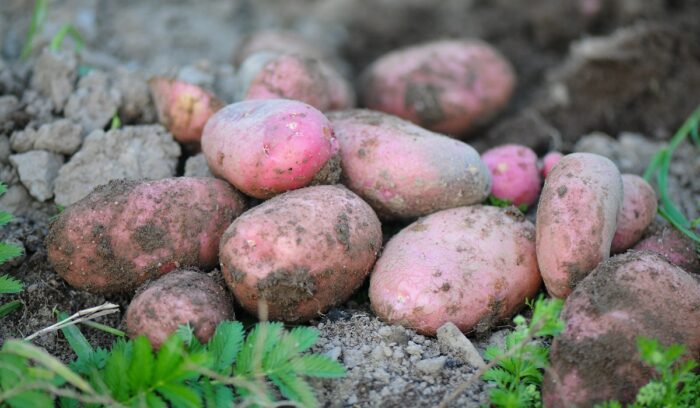 Red potatoes in the soil, for article on potato domestication
