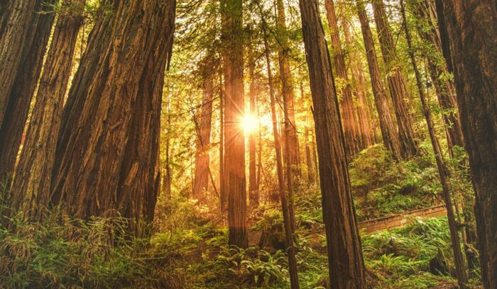 Tall old-growth redwood trees in northern California for an article about Yurok Tribe land return, for article on tribal co-management