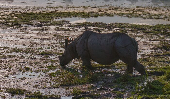 Rhino, for article on rhino poaching in Assam