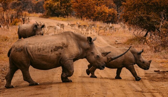 Rhinos, for article on white rhino rewilding
