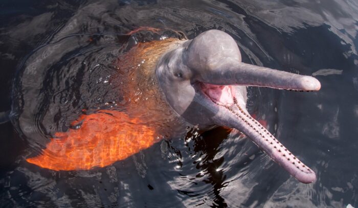 River dolphin, for article on river dolphin declaration