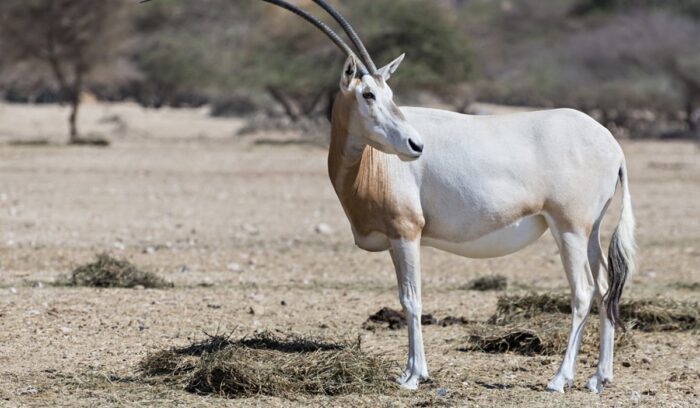 Sahara scimitar Oryx, for article on scimitar horned oryx