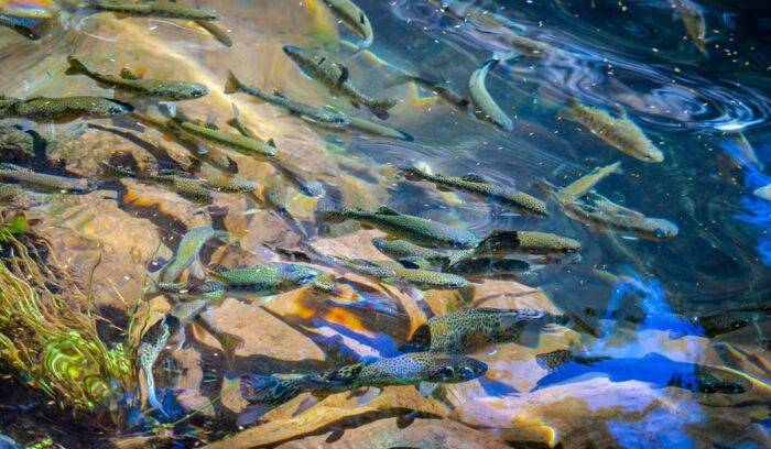 Salmon in stream, for article on U.S. overfishing list