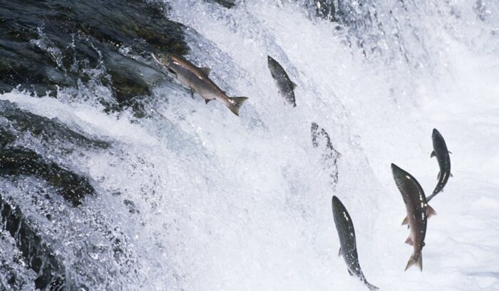 Salmon jumping upstream, for article on Columbia River salmon restoration