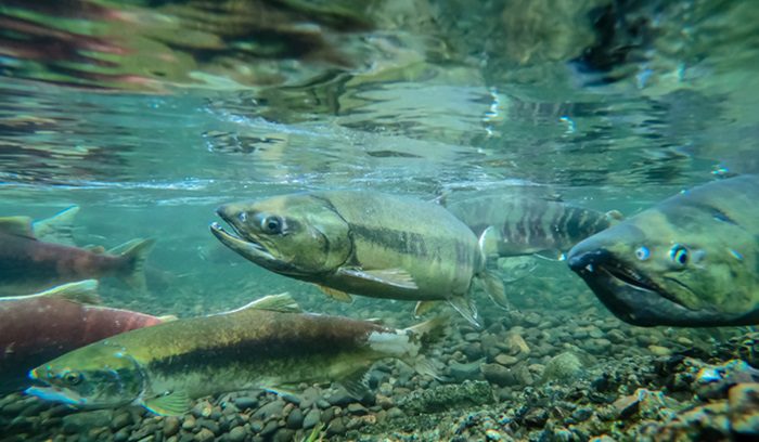 Salmon run, for article on Klamath dam removal, for article on Klamath River dam removal