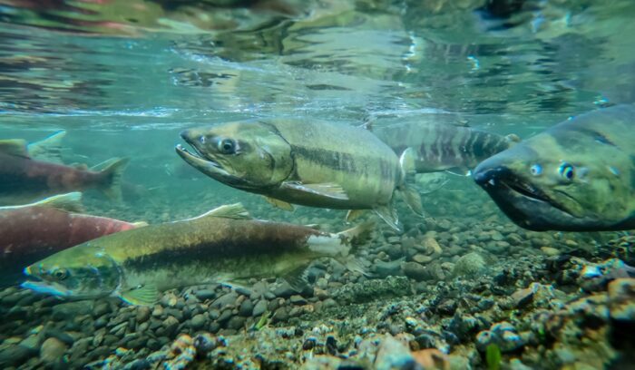 Salmon run, for article on Klamath River salmon