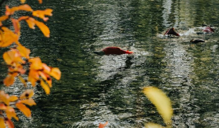Salmon swimming in river, for article on Klamath River dam removal