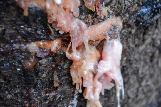 Close-up of dark birch tar residue on a stone flake for an article about Neanderthal birch tar adhesive