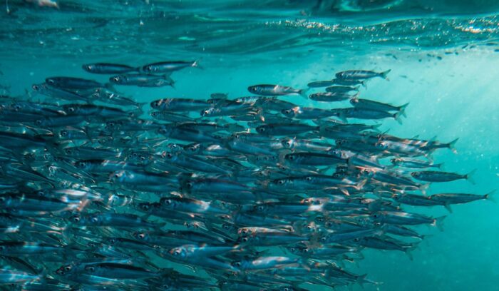 School of fish, for article on bottom trawling ban