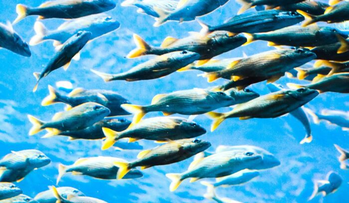 School of fish, for article on Peru marine protected area