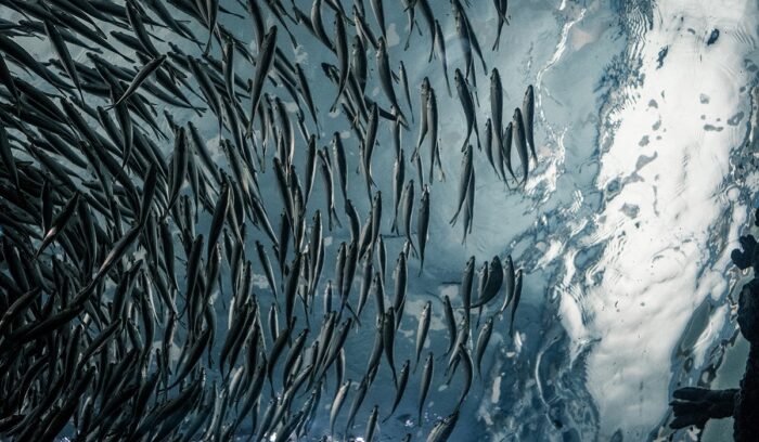 Rugged limestone cave opening near a tropical coastline for an article about open-ocean fishing hooks