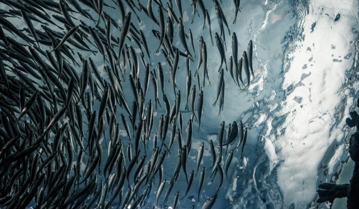 School of fish