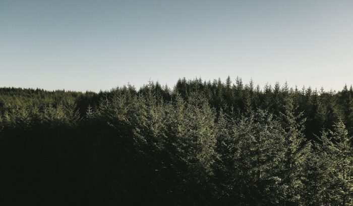 Scottish forest, for article on Scotland reforestation