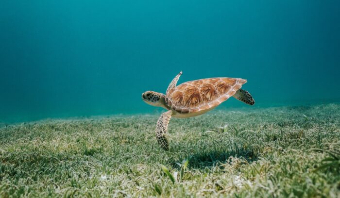 Sea turtle