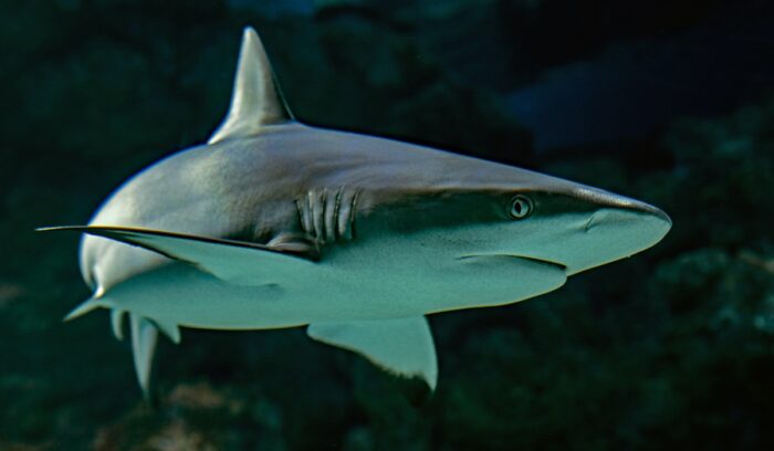 Shark, for article on Hawaii shark ban