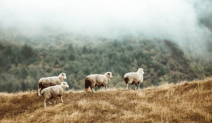 Sheep, for article on sheep domestication