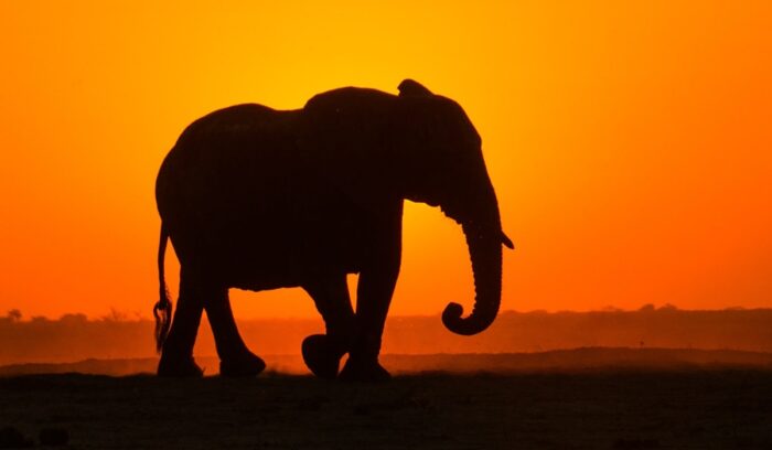 Silhouette of an elephant, for article on African elephant populations