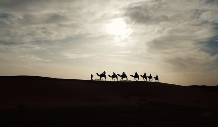 Silhouette of camels, for article on Hijrah migration