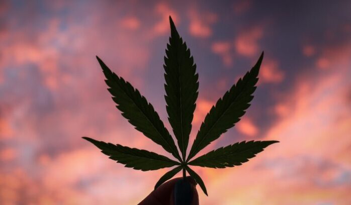 Silhouette of cannabis leaf, for article on Maryland marijuana pardons