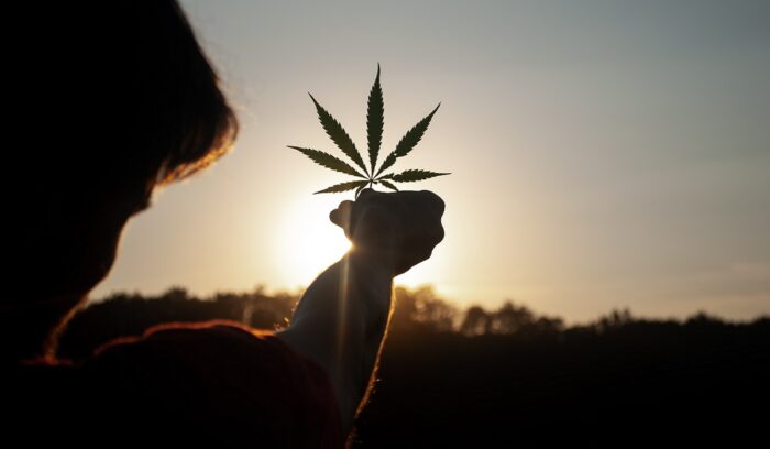 Silhouette of person holding cannabis leaf, for article on Minnesota cannabis legalization