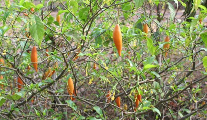 Tabernanthe iboga plant, for article on iboga plant use