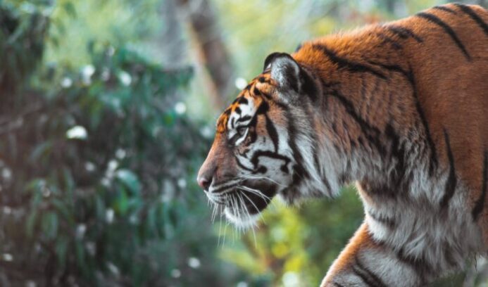 Wild tiger population roaming through natural forest habitat