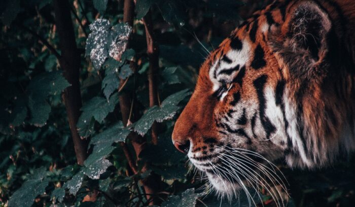 Tiger profile, for article on wildlife crime ruling