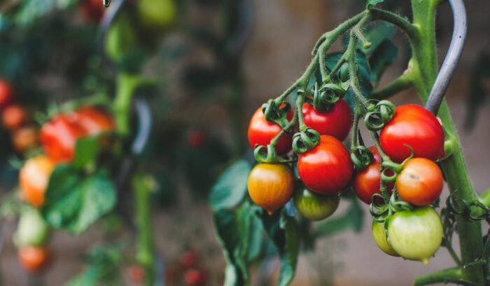 Tomatoes on the vine