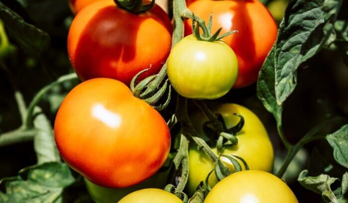 Tomatoes on the vine, for article on Neolithic Revolution