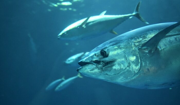 Tuna swimming