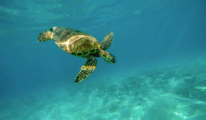 Turtle swimming, for article on Papahānaumokuākea monument expansion
