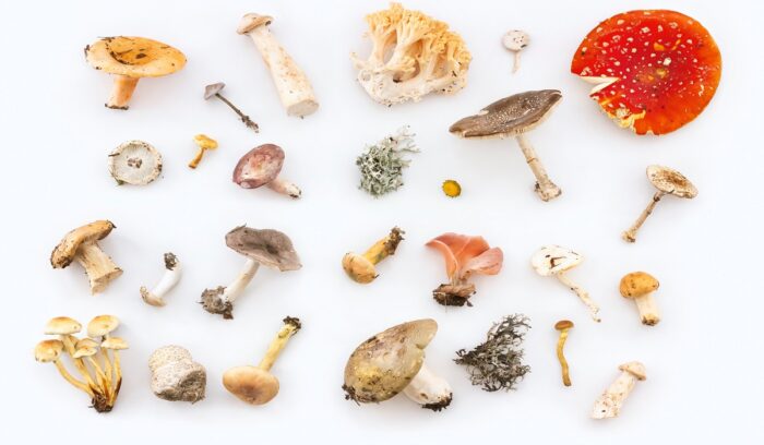 Various mushrooms on a table, including types studied in psilocybin cancer trials