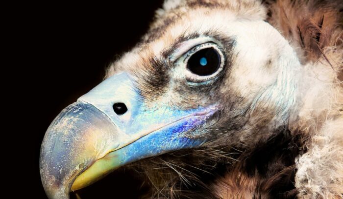 Vulture face