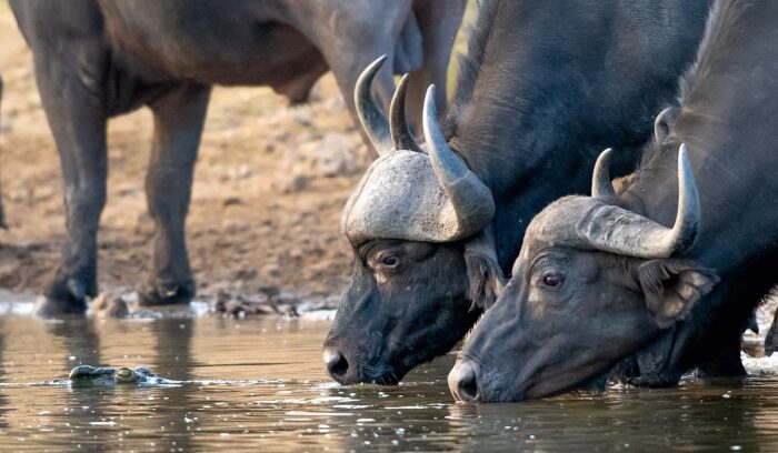 image for article on water buffalo domestication