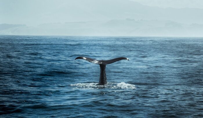 Whale tail, for article on sei whale return