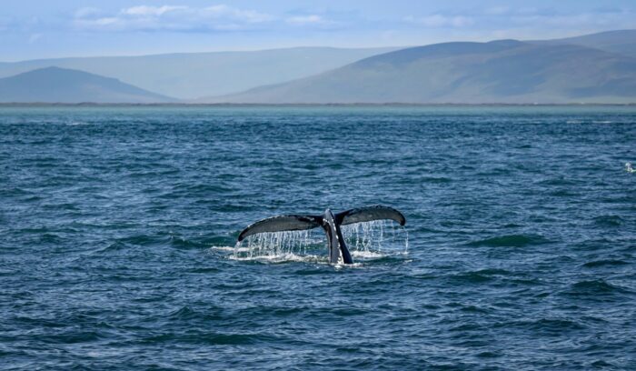 Whale's tail, for article on sperm whale reserve
