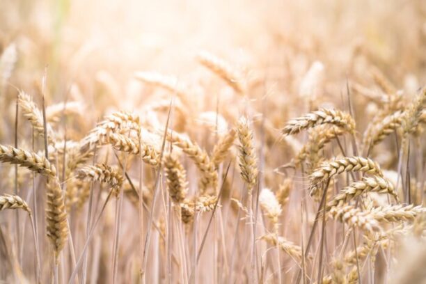 evi radauscher NLlvBb sLts unsplash, for article on wheat domestication