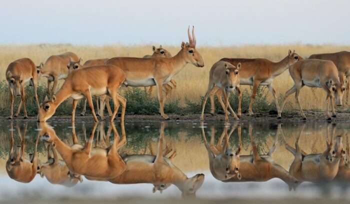 Wild Saiga antelopes in steppe near watering pond