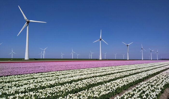 Rows of offshore wind turbines at sea for an article about EU wind power, for article on EU renewable electricity