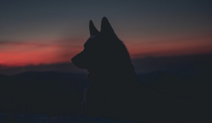 image for article on wolf domestication