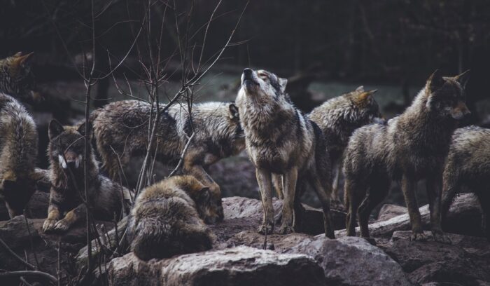 Wolves in the wild