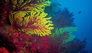 Vibrant recovering coral reef teeming with fish for an article about coral reef growth