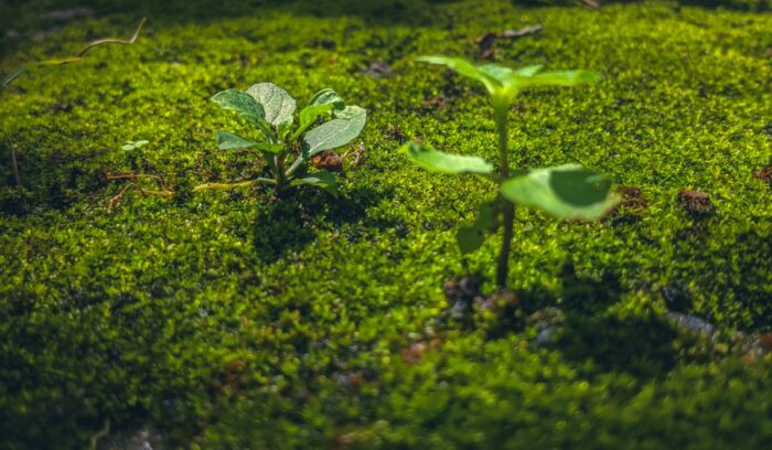 Young saplings|daiga ellaby unsplash